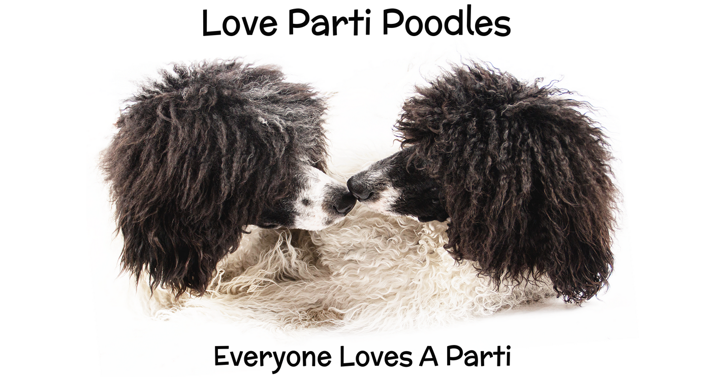 Screenshot 2023-09-22 at 11-49-43 Love Parti Poodles – Everyone loves a parti!